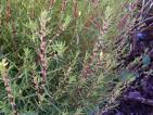 Kochia scoparia fruit extract Kochia scoparia fruit extract