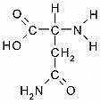 L-Asparagine L-Asparagine