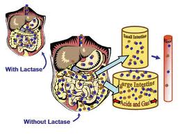 Lactase Lactase