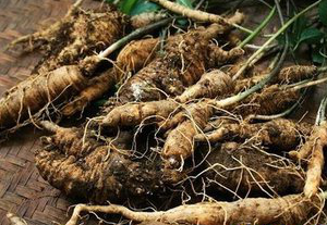 Lance Asiabell Root Extract Lance Asiabell Root Extract