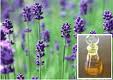 Lavender Oil Lavender Oil