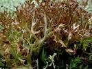 Lichen islandicus L. extract Lichen islandicus L. extract