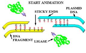 Ligase