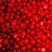 Lingonberry Red