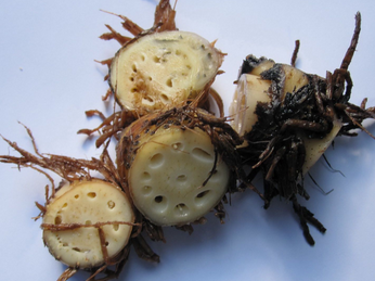 Lotus Rhizome Node Extract