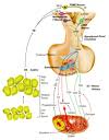 Luteinizing hormone Luteinizing hormone