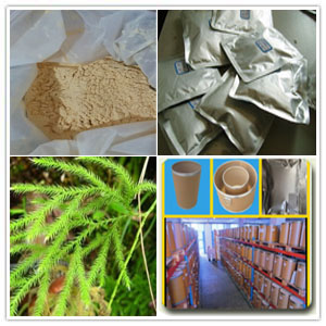 Lycopodium clavatum extract Lycopodium clavatum extract