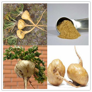 Maca extract