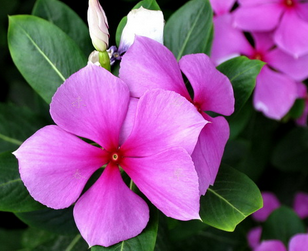 Madagascar Periwinkle Herb Extract Madagascar Periwinkle Herb Extract
