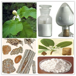 Magnolol Extract Magnolol Extract