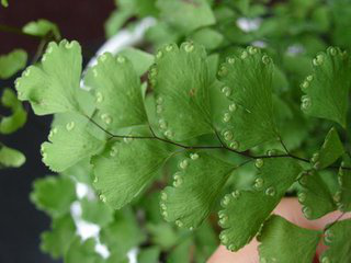 Maidenhair Fern Extract Maidenhair Fern Extract
