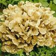 Maitake D-Fraction Maitake D-Fraction