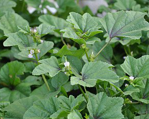 Malva Verticillata Extract Malva Verticillata Extract