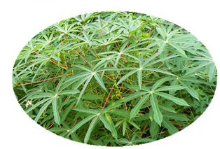 Manihot Esculenta Extract Manihot Esculenta Extract