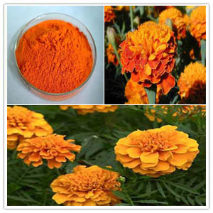 Marigold Extract Marigold Extract