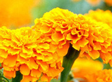 Marigold Oleoresin