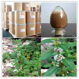Mentha Haplocalyx Briq Extract Mentha Haplocalyx Briq Extract