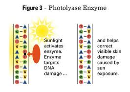 Micrococcus Lysate