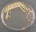 Micrococcus extract Micrococcus extract