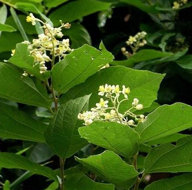 Microcos Paniculata Leaf Extract