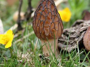 Morchella esculenta extract Morchella esculenta extract