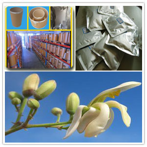 Moringa Oleifera Dried Extract Moringa Oleifera Dried Extract