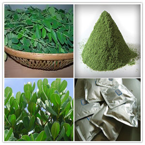 Moringa Moringa