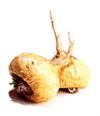 Muira Lepidiummeyenii (Maca) root extract Muira Lepidiummeyenii (Maca) root extract