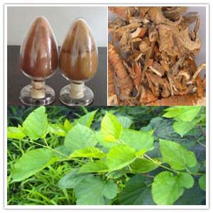 Mulberry Extract Mulberry Extract
