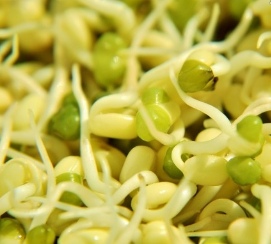 Mung Bean Sprout Extract