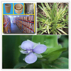Murdannia Loriformis Extract Murdannia Loriformis Extract