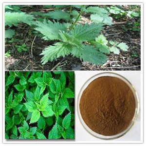 Neetle Extract Neetle Extract