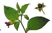 Nightshade (Belladonna) Extract Nightshade (Belladonna) Extract