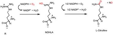 Nitric Oxide Synthase Nitric Oxide Synthase