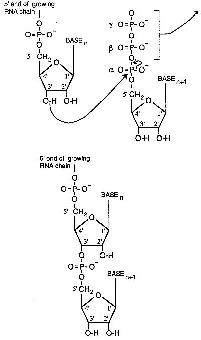 Nucleoside Nucleoside