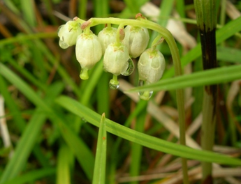 Orthilia Secunda Extract