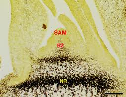Oryza sativa (rice) starch Oryza sativa (rice) starch