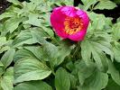 Paeonia officinalis tincture