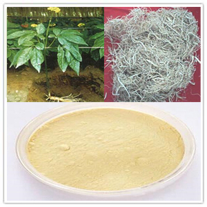 Panax Ginseng Root extract Panax Ginseng Root extract