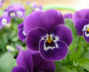 Pansy Extract