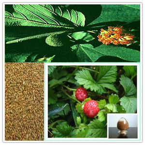 Papermulberry Fruit Extract Papermulberry Fruit Extract