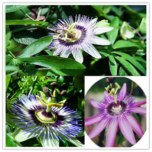 Passion Flower Extract Passion Flower Extract