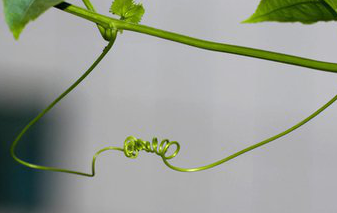Passionflower Vine Extract Passionflower Vine Extract