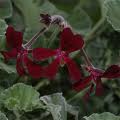 Perlargonium sidoides extract Perlargonium sidoides extract