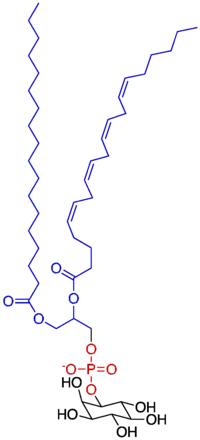 Phosphatidylinosito Phosphatidylinosito