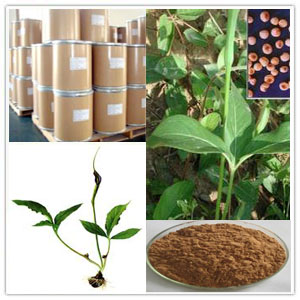 Pinellia Tuber Extract Pinellia Tuber Extract