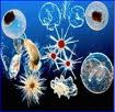 Plankton extract Plankton extract