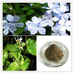 Plumbago Zeylanica Extract Plumbago Zeylanica Extract