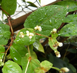 Polygonum Chinense Extract