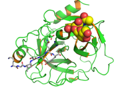 Prostate Specific Antige Prostate Specific Antige